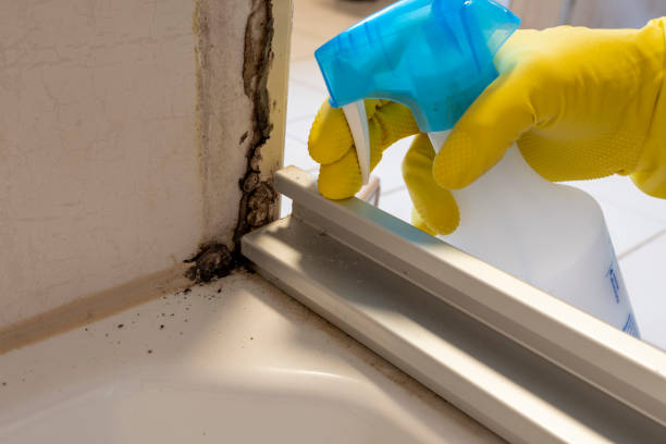 Best Mold Removal and Inspection  in Terrace Park, OH