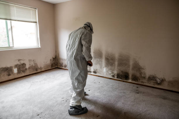 Best Residential Mold Removal  in Terrace Park, OH